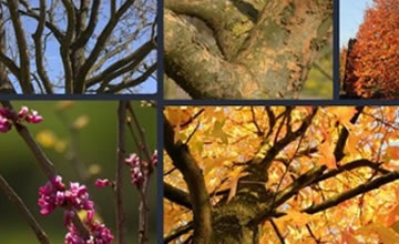 Ondersteunende afbeelding voor categorie exclusieve bomen